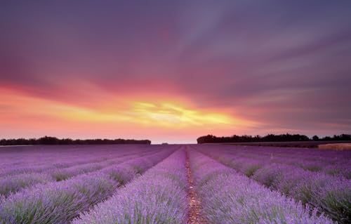 Puzzle für Erwachsene, 500 Teile, Puzzle 500 Teile für Erwachsene, Geschenke, Feld, Lavendel, 52 x 38 cm von CUREW