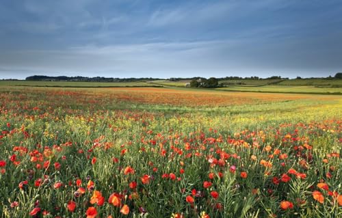 Puzzle für Erwachsene 100 | 100-teilige Puzzles für Erwachsene | 100-teilige Puzzles, Feld, Landschaft 45,5 x 35,5 cm Puzzle für Erwachsene 100 | 100-teilige Puzzles für Erwachsene | 100-teilige Puzzles, Feld, Landschaft 45,5 x 35,5 cm von CUREW