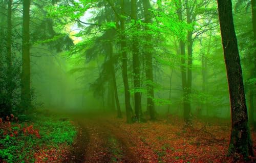 Puzzle für Erwachsene 100 | Puzzle 100 Teile Puzzle für Erwachsene Geschenke, Wald, Landschaft 45,5x35,5CM Puzzle für Erwachsene 100 | Puzzle 100 Teile Puzzle für Erwachsene Geschenke, Wald, Landschaft 45,5x35,5CM von CUREW