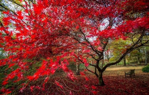 Puzzle für Erwachsene 1000 | Puzzle | 1000-teilige Puzzles für Erwachsene, Park, Baum 70x50CM von CUREW