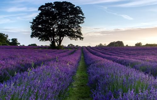 Puzzle für Erwachsene und Kinder, 1000 Teile, anspruchsvolles Spiel, Feld, Blumen, 70 x 50 cm Puzzle für Erwachsene und Kinder, 1000 Teile, anspruchsvolles Spiel, Feld, Blumen, 70 x 50 cm von CUREW