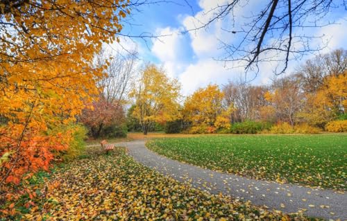 Puzzles mit 1000 Teilen für Jugendliche und Erwachsene – 1000-teiliges Puzzle, Bäume, Park, 70 x 50 cm von CUREW