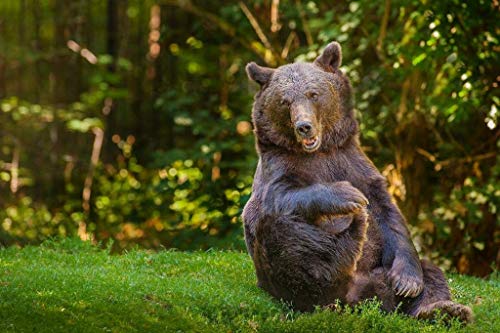 Puzzlespiel Braunbär auf Gras 100 Teile Puzzle für Erwachsene, Spiele für Erwachsene, Jugendliche und Kinder 45,5x35,5CM von CUREW