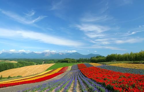 Unmögliches Puzzle, 1000 Teile, Feld, Tulpen, 70 x 50 cm Unmögliches Puzzle, 1000 Teile, Feld, Tulpen, 70 x 50 cm von CUREW