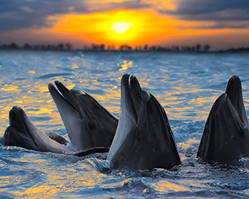 Dolphins in the Sunset 504 Piece Jigsaw Puzzle 16 X 20 Dolphins in the Sunset 504 Piece Jigsaw Puzzle 16 X 20 von CVPuzzles