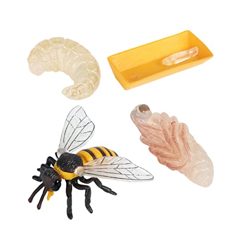 CVUTOVO Bienenwachstumszyklus Modellset für Kinder 4 Stück Pädagogisches Spielzeug Kognitive Entwicklung Sicheres Kunststoff für Vorschule und Naturwissenschaften von CVUTOVO