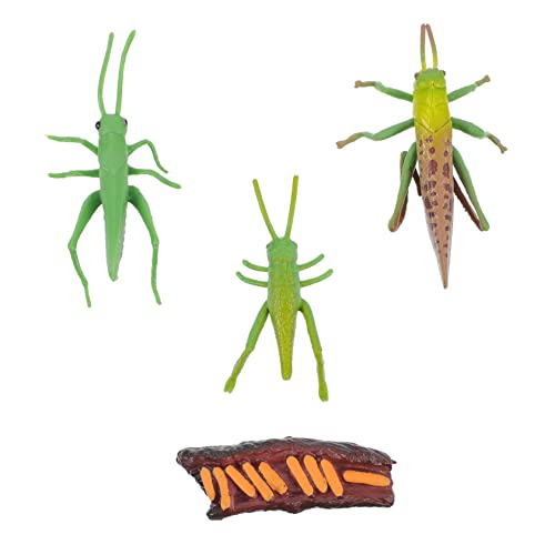 CVUTOVO Kreatives Set mit Lebenszyklusmodellen Realistische Heuschreckenfiguren für Frühes Lernen und Garten Dekoration Insekten für Sammler CVUTOVO Kreatives Set mit Lebenszyklusmodellen Realistische Heuschreckenfiguren für Frühes Lernen und Garten Dekoration Insekten für Sammler von CVUTOVO