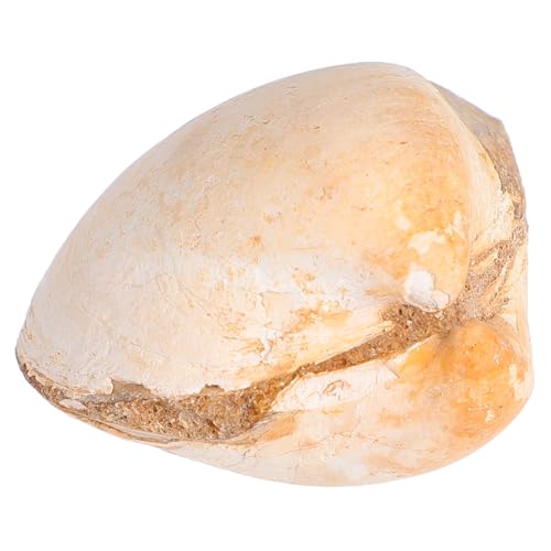 CVUTOVO Natural Sea Shell Clam Für Bildungszwecke Und Dekoration Paläontologie Für Forschungszwecke Und Kinderunterricht CVUTOVO Natural Sea Shell Clam Für Bildungszwecke Und Dekoration Paläontologie Für Forschungszwecke Und Kinderunterricht von CVUTOVO