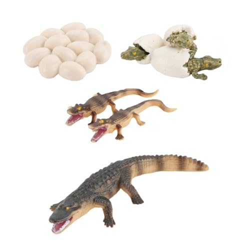 CVUTOVO Simulationsmodell Krokodil Wachstum aus Langlebigem Kunststoff Realistisch Dreidimensional Pädagogisches Reptilien Modell für Intelligenzförderung und Spielerischem Lernen von CVUTOVO