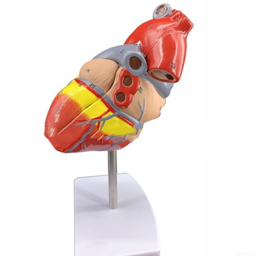 Anatomisches Modell des menschlichen Herzens mit abnehmbaren Teilen, perfekt für den wissenschaftlichen Unterricht von CWOQOCW