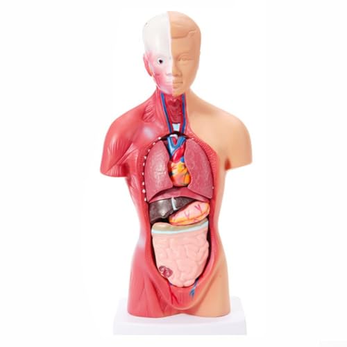 Detailliertes menschliches Körpermodell mit abnehmbaren Organen für effektives Lernen und Lernen der Anatomie (28 cm =) von CWOQOCW