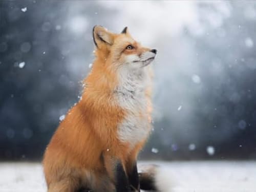 1000 Stück, Foxs In The Snow, Art Jigsaw, Kinder's Spielzeugs Decompression Spiel Posters ,Wall Art Gifts FX499PV 1000 Stück, Foxs In The Snow, Art Jigsaw, Kinder's Spielzeugs Decompression Spiel Posters ,Wall Art Gifts FX499PV von CYQFEZ