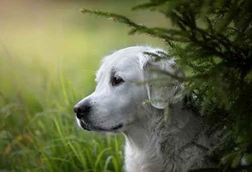 1000 Stück Rätsel, Animal Dog, Puzzle Jigsaw, Familie Stress Relief Educational Spielzeugs Posters FX486PV 1000 Stück Rätsel, Animal Dog, Puzzle Jigsaw, Familie Stress Relief Educational Spielzeugs Posters FX486PV von CYQFEZ