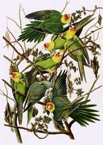 CYQFEZ Birds Plant Flower Retro Plakat Paintings - Puzzle 1000 Teile - Erwachsene Stressabbau Spiel Kunst Bild - Wand Kunst Dekoration - Pz365Vw CYQFEZ Birds Plant Flower Retro Plakat Paintings - Puzzle 1000 Teile - Erwachsene Stressabbau Spiel Kunst Bild - Wand Kunst Dekoration - Pz365Vw von CYQFEZ