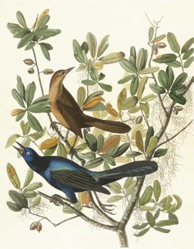 CYQFEZ Birds Plant Flower Retro Plakat Paintings - Puzzle 1000 Teile - Erwachsene Stressabbau Spiel Kunst Bild - Wand Kunst Dekoration - Pz368Vw CYQFEZ Birds Plant Flower Retro Plakat Paintings - Puzzle 1000 Teile - Erwachsene Stressabbau Spiel Kunst Bild - Wand Kunst Dekoration - Pz368Vw von CYQFEZ