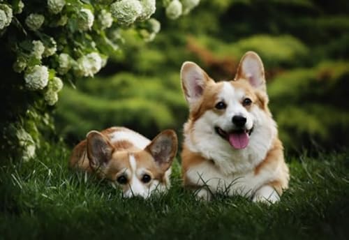 CYQFEZ Corgis Kunst Bilder, Puzzle 1000 Teile, Kinderspielzeug Lernspiele Plakate, Familien Spiele Zur Stressreduzierung, Wand Kunst Dekoration - Pz04Vw von CYQFEZ