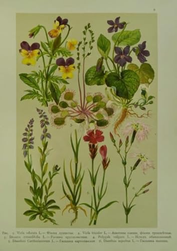 CYQFEZ Puzzle 1000 Stück，Retro Plants Flowers Illustrations ，Bunt,Elderly Gedächtnis- Und Wahrnehmungs Spiele,Familienspaß-Heraus for Derungs Spielzeug,Yz498Wz von CYQFEZ