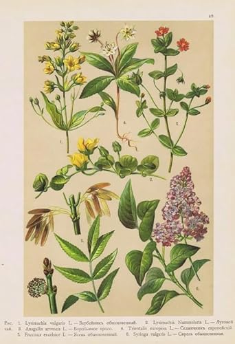 CYQFEZ Puzzle 1000 Stück，Retro Plants Flowers Illustrations ，Bunt,Elderly Gedächtnis- Und Wahrnehmungs Spiele,Familienspaß-Heraus for Derungs Spielzeug,Yz500Wz von CYQFEZ