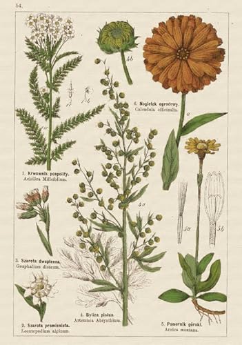CYQFEZ Puzzle 1000 Stück,Retro Plants Flowers Illustrations ,Bunt,Elderly Gedächtnis- Und Wahrnehmungs Spiele,Familienspaß-Heraus for Derungs Spielzeug,Yz502Wz CYQFEZ Puzzle 1000 Stück,Retro Plants Flowers Illustrations ,Bunt,Elderly Gedächtnis- Und Wahrnehmungs Spiele,Familienspaß-Heraus for Derungs Spielzeug,Yz502Wz von CYQFEZ