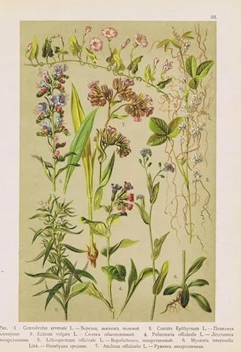 CYQFEZ Puzzle 1000 Stück，Retro Plants Flowers Illustrations ，Bunt,Elderly Gedächtnis- Und Wahrnehmungs Spiele,Familienspaß-Heraus for Derungs Spielzeug,Yz503Wz von CYQFEZ