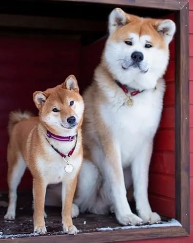 CYQFEZ Puzzle 1000 Teile,Japanese Animal Dogs Poster,Pädagogisches Spielzeug Für Kinders ，Elderly Memory Cognition Puzzle Games Wz225Wk von CYQFEZ