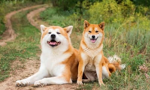 CYQFEZ Puzzle 1000 Teile,Japanese Animal Dogs Poster,Pädagogisches Spielzeug Für Kinders ，Elderly Memory Cognition Puzzle Games Wz226Wk von CYQFEZ