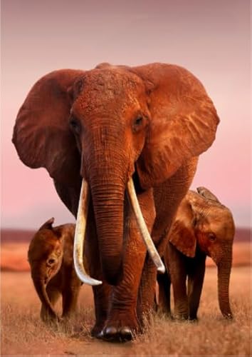 Rätsel 1000 Stück, Animal Elephants, Art Colour Jigsaw, Fun Spiel Spielzeug Posters Educational Spiel for Erwachsene FX334PV von CYQFEZ