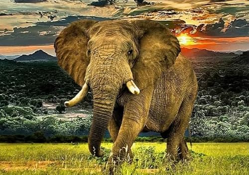 Rätsel 1000 Stück, Animal Elephants, Art Colour Jigsaw, Fun Spiel Spielzeug Posters Educational Spiel for Erwachsene FX337PV von CYQFEZ