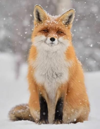 Rätsel 1000 Stück, Animal Foxs, Art Jigsaw, Erwachsenes Familie Spiels Educational Spielzeugs Posters FX317PV Rätsel 1000 Stück, Animal Foxs, Art Jigsaw, Erwachsenes Familie Spiels Educational Spielzeugs Posters FX317PV von CYQFEZ