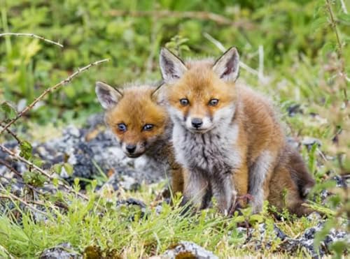 Rätsel 1000 Stück, Animal Foxs, Art Jigsaw, Erwachsenes Familie Spiels Educational Spielzeugs Posters FX319PV Rätsel 1000 Stück, Animal Foxs, Art Jigsaw, Erwachsenes Familie Spiels Educational Spielzeugs Posters FX319PV von CYQFEZ