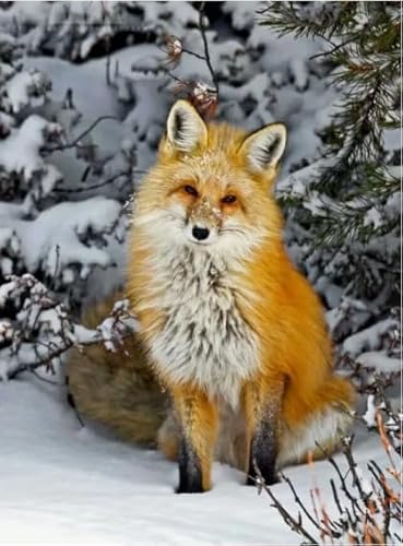 Rätsel 1000 Stück, Animal Foxs, Art Jigsaw, Erwachsenes Familie Spiels Educational Spielzeugs Posters FX320PV Rätsel 1000 Stück, Animal Foxs, Art Jigsaw, Erwachsenes Familie Spiels Educational Spielzeugs Posters FX320PV von CYQFEZ