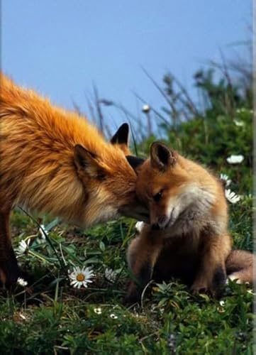 Rätsel 1000 Stück, Animal Foxs, Art Jigsaw, Erwachsenes Familie Spiels Educational Spielzeugs Posters FX321PV Rätsel 1000 Stück, Animal Foxs, Art Jigsaw, Erwachsenes Familie Spiels Educational Spielzeugs Posters FX321PV von CYQFEZ