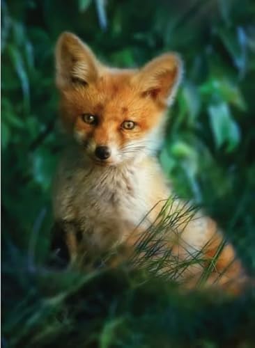 Rätsel 1000 Stück, Animal Foxs, Art Jigsaw, Erwachsenes Familie Spiels Educational Spielzeugs Posters FX322PV Rätsel 1000 Stück, Animal Foxs, Art Jigsaw, Erwachsenes Familie Spiels Educational Spielzeugs Posters FX322PV von CYQFEZ