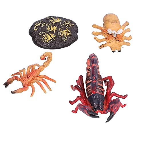 CaCaCook Lebenszyklus Skorpion Spielzeugset, Bildungsfiguren für mit Lebenszyklus von Skorpion -Set, Visuelle Modelle für Naturunterricht. (Skorpionwachstumszyklus 1) von CaCaCook