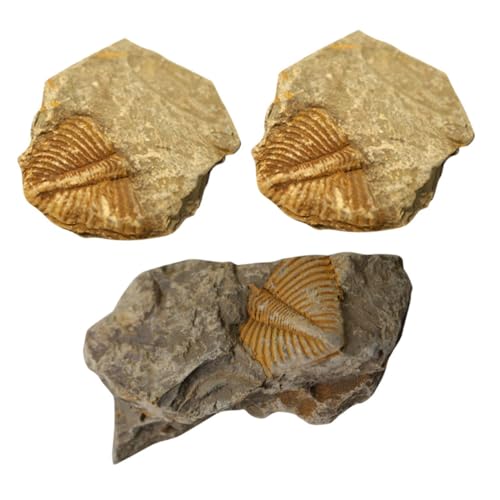 Cabilock 1 Satz Trilobiten- Bausatz Dinosaurier-partydekorationen Trilobit Mit Haube Prähistorische Fossilien Dekorative Fossilien Paläontologie Requisiten Lehren Grabset 3 Stück Cabilock 1 Satz Trilobiten- Bausatz Dinosaurier-partydekorationen Trilobit Mit Haube Prähistorische Fossilien Dekorative Fossilien Paläontologie Requisiten Lehren Grabset 3 Stück von Cabilock