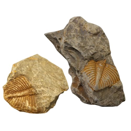 Cabilock 1 Satz Trilobiten Fossilien Dekoration Versteinerte Lehrmaterialien Für Paläontologie Kreative Gestaltungselemente Für Zuhause Klassenzimmer 2 Stück Cabilock 1 Satz Trilobiten Fossilien Dekoration Versteinerte Lehrmaterialien Für Paläontologie Kreative Gestaltungselemente Für Zuhause Klassenzimmer 2 Stück von Cabilock