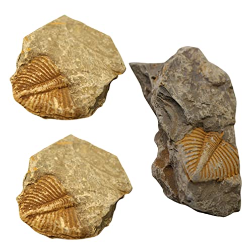 Cabilock 1 Satz Trilobiten- Gliederfüßer Trilobit Gecko-pflanzen Mit Haube Bausatz Prähistorische Fossilien Dekorative Fossilien Fossilien-dekoration Grabset Ornament 3 Stück von Cabilock