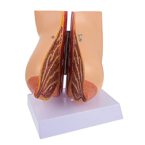 Cabilock 1 Stück Anatomisches Brustmodell für Frauen Human Breast Model für Medizinische Ausbildung und Lehrzwecke Detailgetreu und Benutzerfreundlich Geeignet für Schüler und Fachkräfte Cabilock 1 Stück Anatomisches Brustmodell für Frauen Human Breast Model für Medizinische Ausbildung und Lehrzwecke Detailgetreu und Benutzerfreundlich Geeignet für Schüler und Fachkräfte von Cabilock