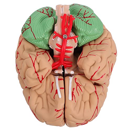 Cabilock 1 Stück Anatomisches Gehirnmodell Realistisches Lernmodell für Schule Studium für Medizinische Ausbildung Patientenaufklärung Sicher Farbdarstellung Cabilock 1 Stück Anatomisches Gehirnmodell Realistisches Lernmodell für Schule Studium für Medizinische Ausbildung Patientenaufklärung Sicher Farbdarstellung von Cabilock