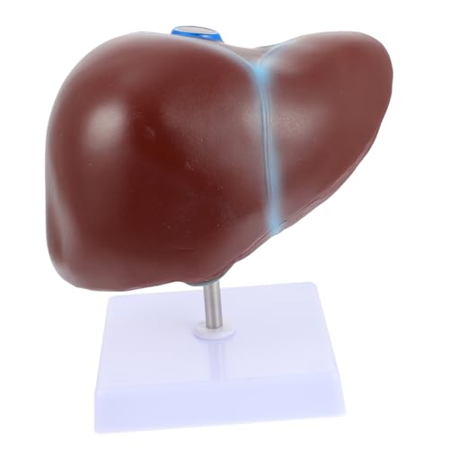 Cabilock 1Stück Anatomisches Lebermodell Medizinisches Lehrmittel Modell Menschlichen mit Basis für und Universitäten von Cabilock