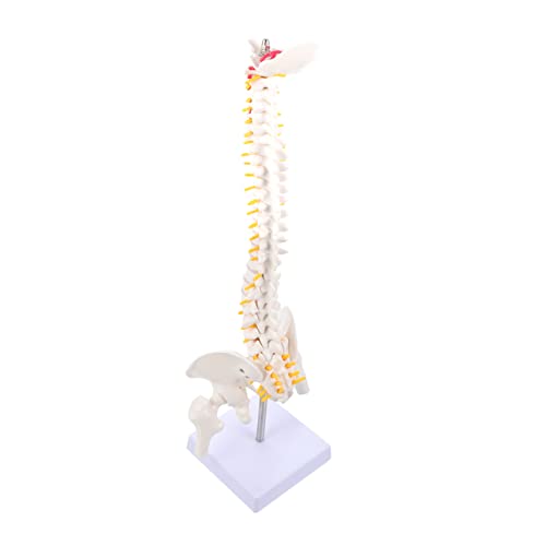 Cabilock 1 Stück Anatomisches Wirbelsäulenmodell Flexibles Modell mit Steißbein Wirbel Bandscheiben für Medizinische Ausbildung Lehrmittel für Studenten Fachkräfte von Cabilock