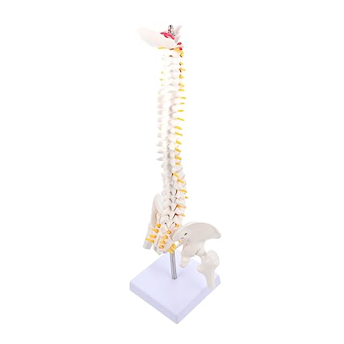 Cabilock 1 Stück Anatomisches Wirbelsäulenmodell aus Hochwertigem Flexibles Modell mit Steißbein Wirbel Bandscheiben für Medizinische Lehre Krankenhauspräsentation von Cabilock