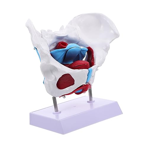 Cabilock 1 Stück Beckenmodell Zum Lernen Lehre Weibliches Modell Bildungsmodell Lehrreich Für Menschlich Hüfte Modell Der Beckenanatomie Modell Der Beckenbodenmuskulatur Pvc von Cabilock