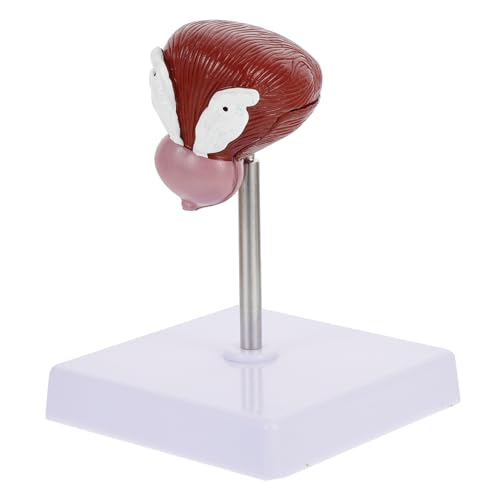 Cabilock 1 Stück Blasenanatomie -Modell medizinisches anatomisches Modell Lehre anatomisches Modell Anatomisches Modell der menschlichen Blase anatomisches Lehrmodell Plastik Cabilock 1 Stück Blasenanatomie -Modell medizinisches anatomisches Modell Lehre anatomisches Modell Anatomisches Modell der menschlichen Blase anatomisches Lehrmodell Plastik von Cabilock