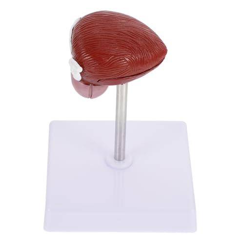 Cabilock 1 Stück Blasenanatomie -Modell menschlicher Körper für Lehre anatomisches Modell Biologische Lehre anatomisches Lehrmodell Anatomisches Modell der Blase Plastik Cabilock 1 Stück Blasenanatomie -Modell menschlicher Körper für Lehre anatomisches Modell Biologische Lehre anatomisches Lehrmodell Anatomisches Modell der Blase Plastik von Cabilock