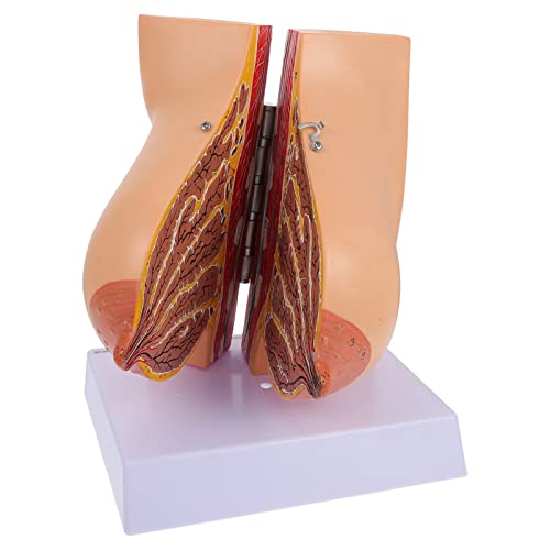 Cabilock 1 Stück Brustmodell Brustform groß Simulation menschliches Organ Weiblich Stillmodell Anatomiemodell des menschlichen Körpers menschliches Anatomie -Modell Laktationsmodell PVC von Cabilock