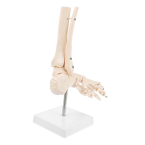 Cabilock 1 Stück Fußbeinmodell Menschliches Skelettmodell Anatomiemodell Anatomisch Modellfußknochen Sprunggelenkmodell Aus Kunststoff Menschliches Fuß -skelettmodell Fußknochenmodell Pvc Cabilock 1 Stück Fußbeinmodell Menschliches Skelettmodell Anatomiemodell Anatomisch Modellfußknochen Sprunggelenkmodell Aus Kunststoff Menschliches Fuß -skelettmodell Fußknochenmodell Pvc von Cabilock