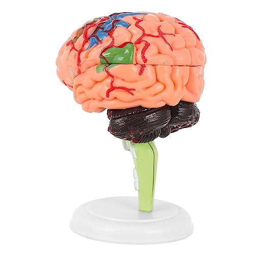 Cabilock 1 Stück Gehirnmodell Anatomie -Modelle Anatomiemodell Hirnfigurmodell Anatomisches Modell des menschlichen Gehirns realistisches menschliches Gehirn Anatomie -Studienmodelle PVC Cabilock 1 Stück Gehirnmodell Anatomie -Modelle Anatomiemodell Hirnfigurmodell Anatomisches Modell des menschlichen Gehirns realistisches menschliches Gehirn Anatomie -Studienmodelle PVC von Cabilock