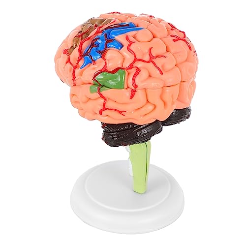 Cabilock 1 Stück Gehirnmodell Anatomie -Modelle Modell des menschlichen Gehirns Anatomiemodell Gehirn Schimmel Modell Anatomie realistisches menschliches Gehirn anatomisches Modell PVC Cabilock 1 Stück Gehirnmodell Anatomie -Modelle Modell des menschlichen Gehirns Anatomiemodell Gehirn Schimmel Modell Anatomie realistisches menschliches Gehirn anatomisches Modell PVC von Cabilock
