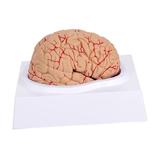 Cabilock 1 Stück Gehirnmodell mit Abnehmbaren Arterien Anatomisches Lehrmodell für Unterricht für Medizinische Studien Schulprojekte Realistische Fördert Hand Augen Koordination von Cabilock